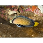 Псевдохромис роскошный (Pseudochromis splendens)